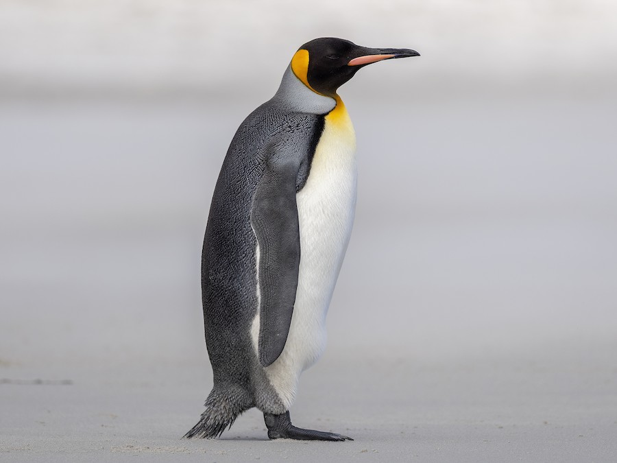 penguin