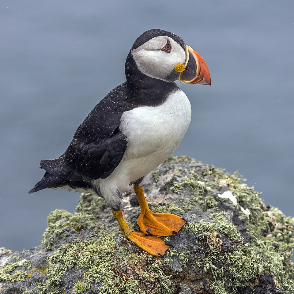 puffin